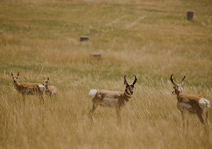 And image of three antelopes in a field