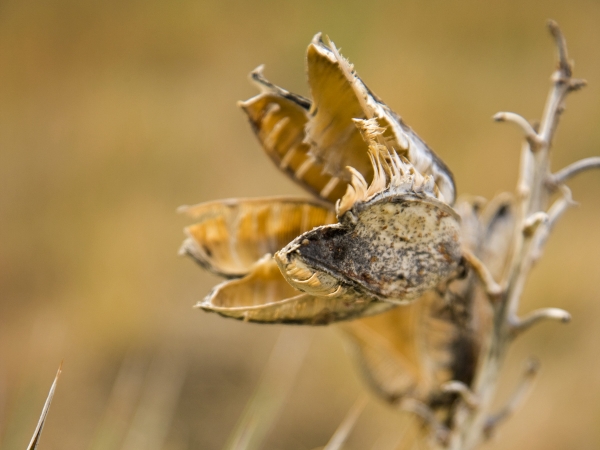 Closeup of moth on a crop in a field