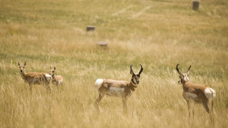Deers in a grassy field