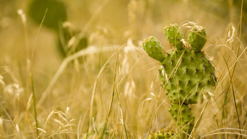 Closeup of a green cactus in a yellow field