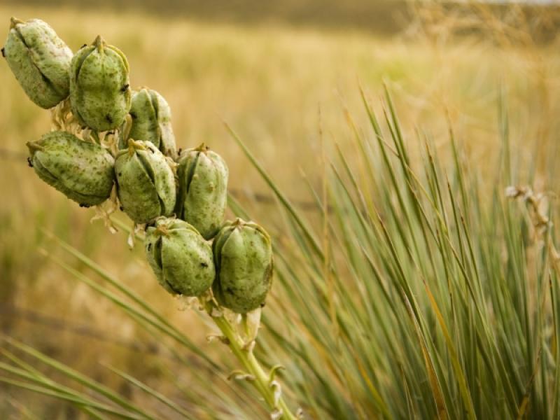 Closeup of green crop in a field